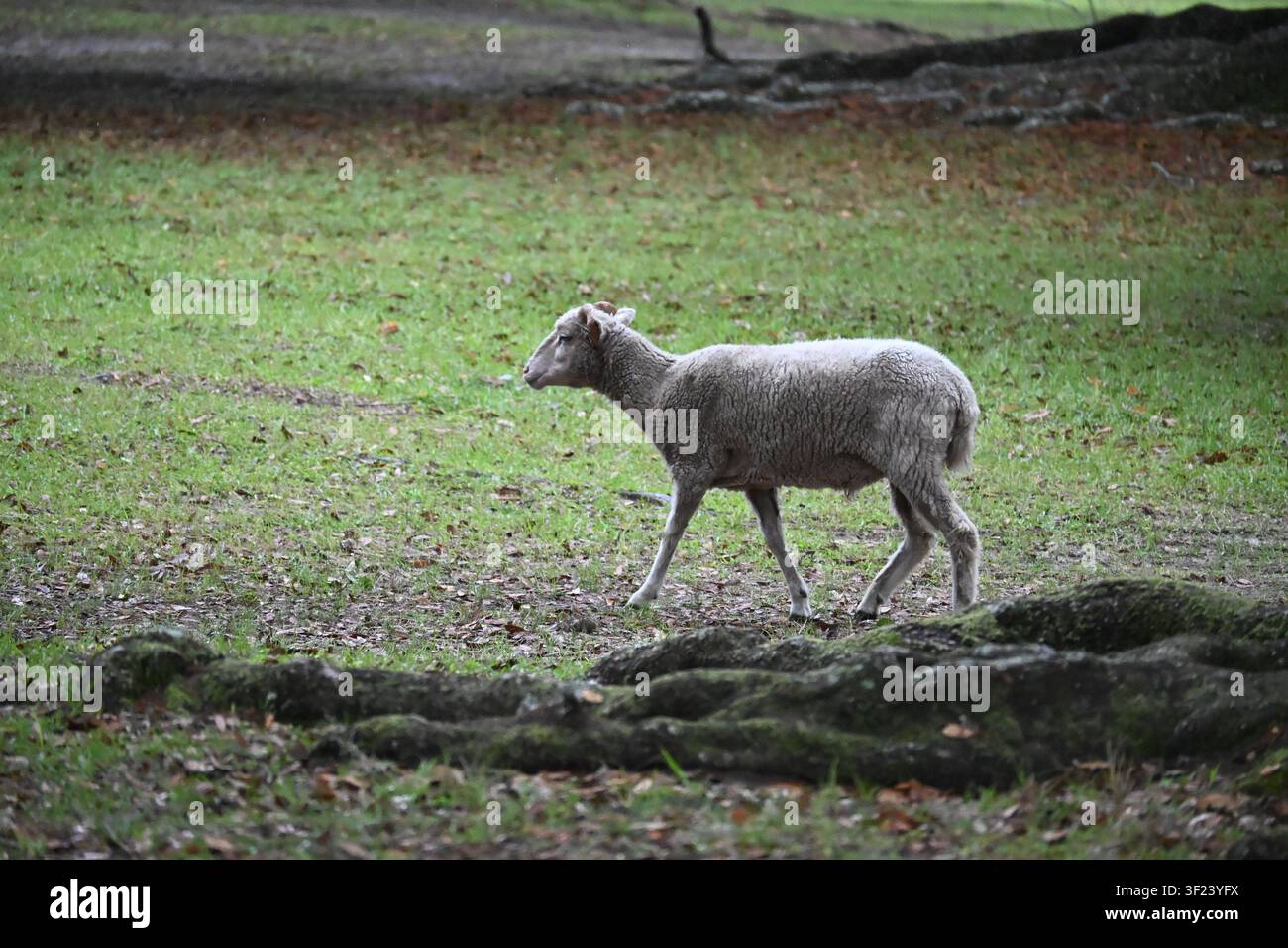 Giovane agnello che cammina su un campo erboso a Charleston, Carolina del Sud Foto Stock