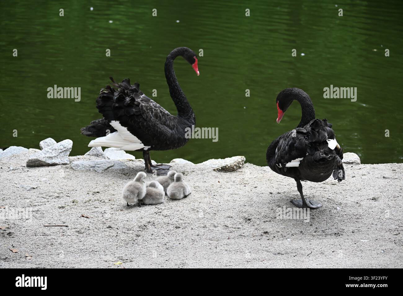 Famiglia di cigni neri con cignetti al lago Swan, Carolina del Sud Foto Stock
