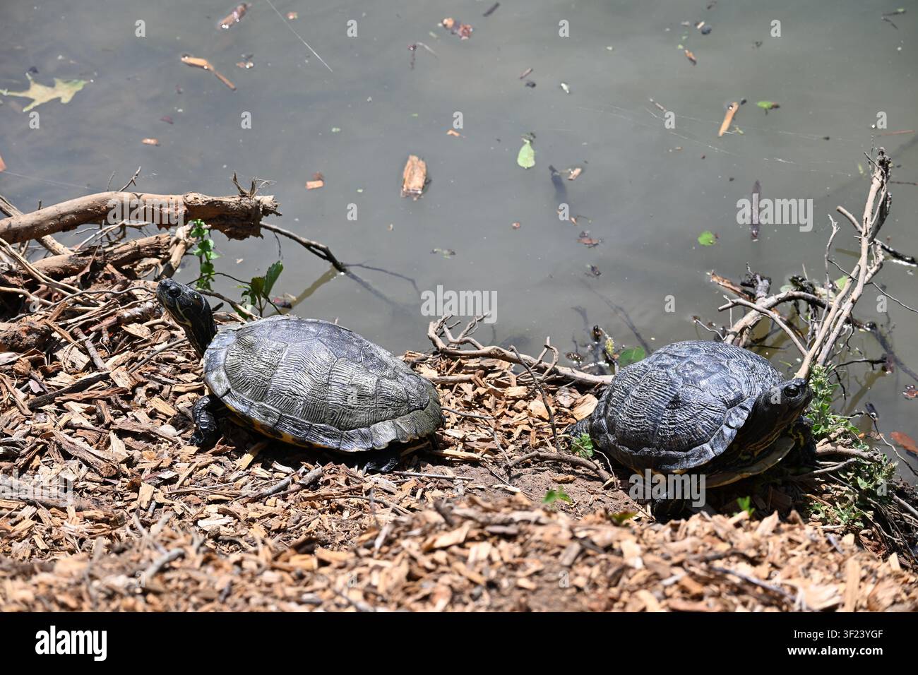Due tartarughe d'acqua dolce che si crogiolano lungo uno stagno a Sumter, Carolina del Sud Foto Stock