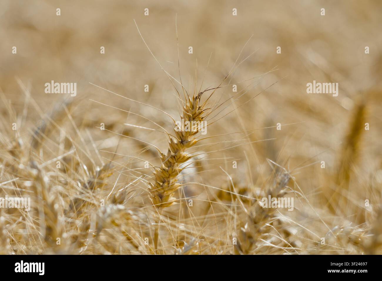 Un focus macro nitido su una singola spiga di grano dorato, che mostra dettagli e texture intricate su uno sfondo sfocato e dorato. Foto Stock