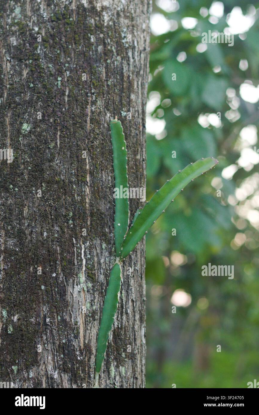 Una vista ravvicinata di una giovane vite di frutto del drago verde (Hylocereus) che si arrampica verticalmente su un tronco d'albero ruvido. Questa pianta epifita simile a un cactus utilizza th Foto Stock
