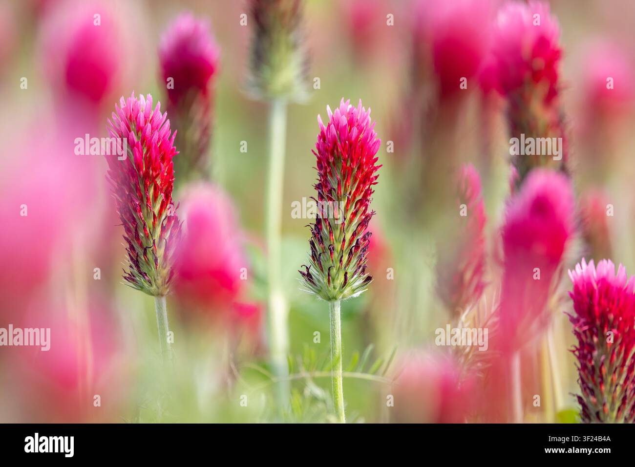Trefoil cremisi / Trefoil italiano (Trifolium incarnatum) pianta annuale originaria dell'Europa atlantica e meridionale, utilizzata come coltura foraggera per il bestiame Foto Stock