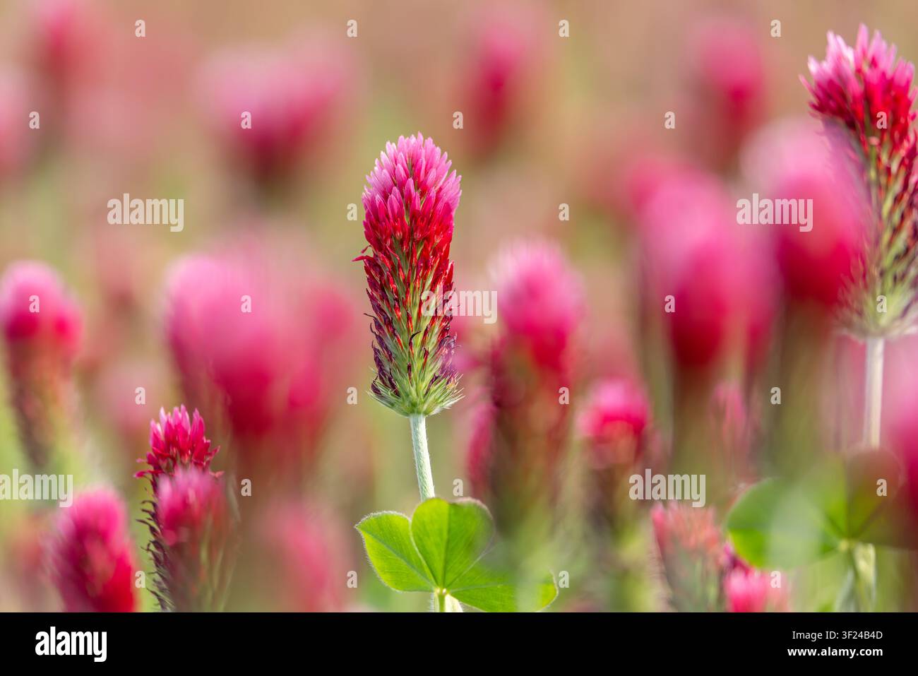 Trefoil cremisi / Trefoil italiano (Trifolium incarnatum) pianta annuale originaria dell'Europa atlantica e meridionale, utilizzata come coltura foraggera per il bestiame Foto Stock