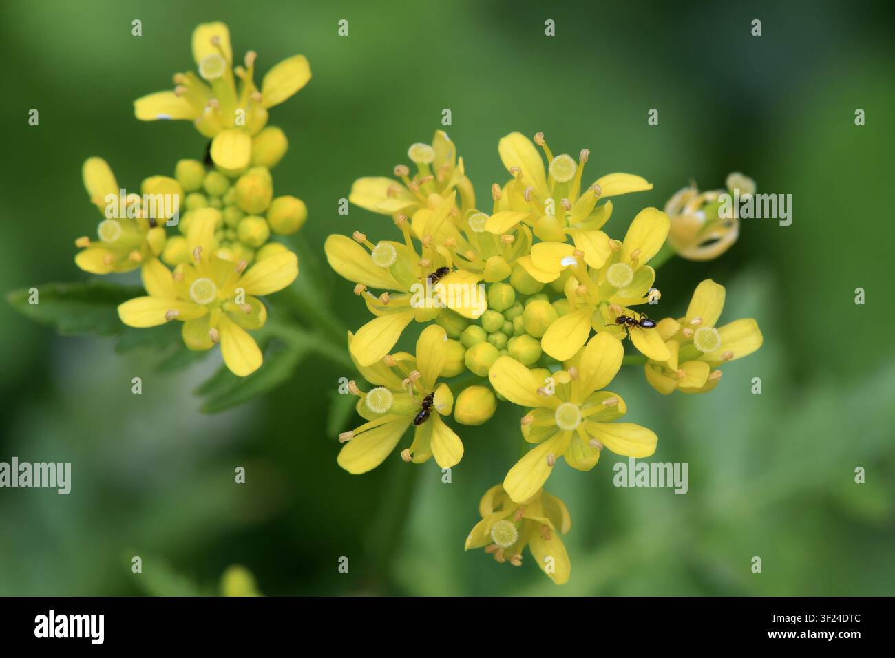 Fiori gialli di primavera Foto Stock