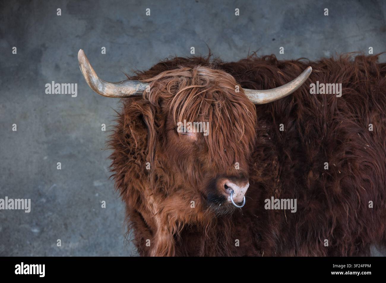 Ritratto ravvicinato di una mucca Highland con lunghe corna Ritratto ravvicinato di una mucca Highland dal pelo ispido con lunghe corna curve e una folta mantellina bruno-rossastra. Foto Stock