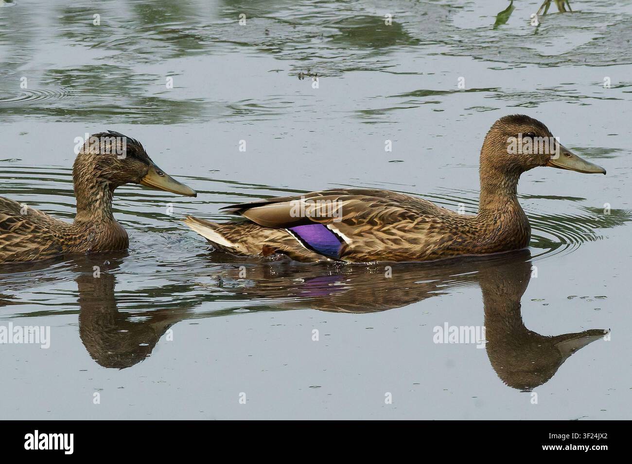 Due anatre femmine di anatra selvatica che nuotano su acque calme e riflettenti Foto Stock