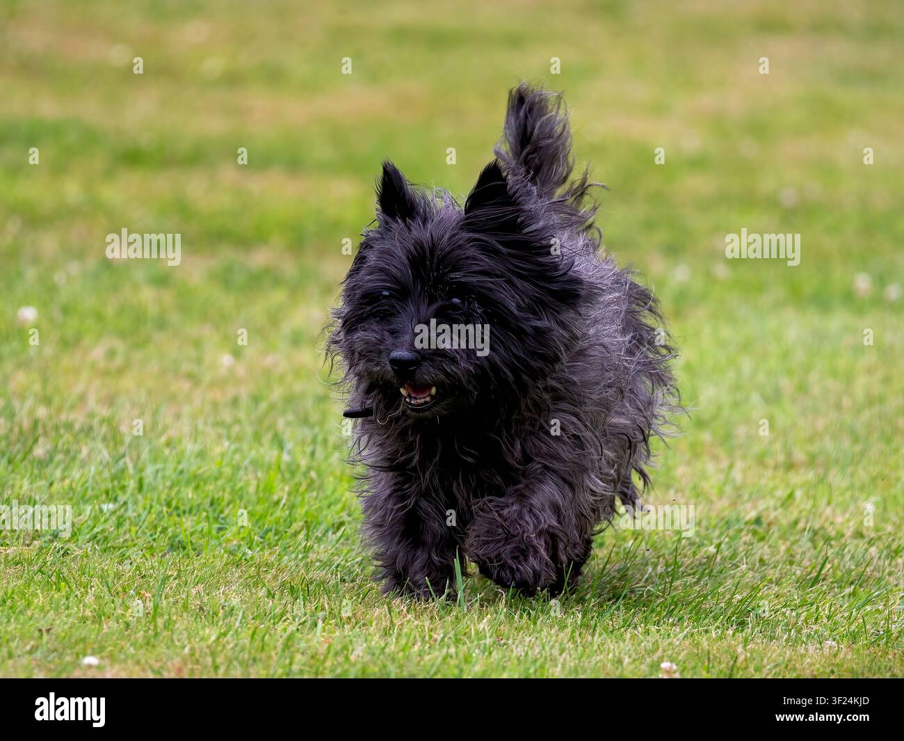 Cane Cairn Terrier fuori per una passeggiata Foto Stock