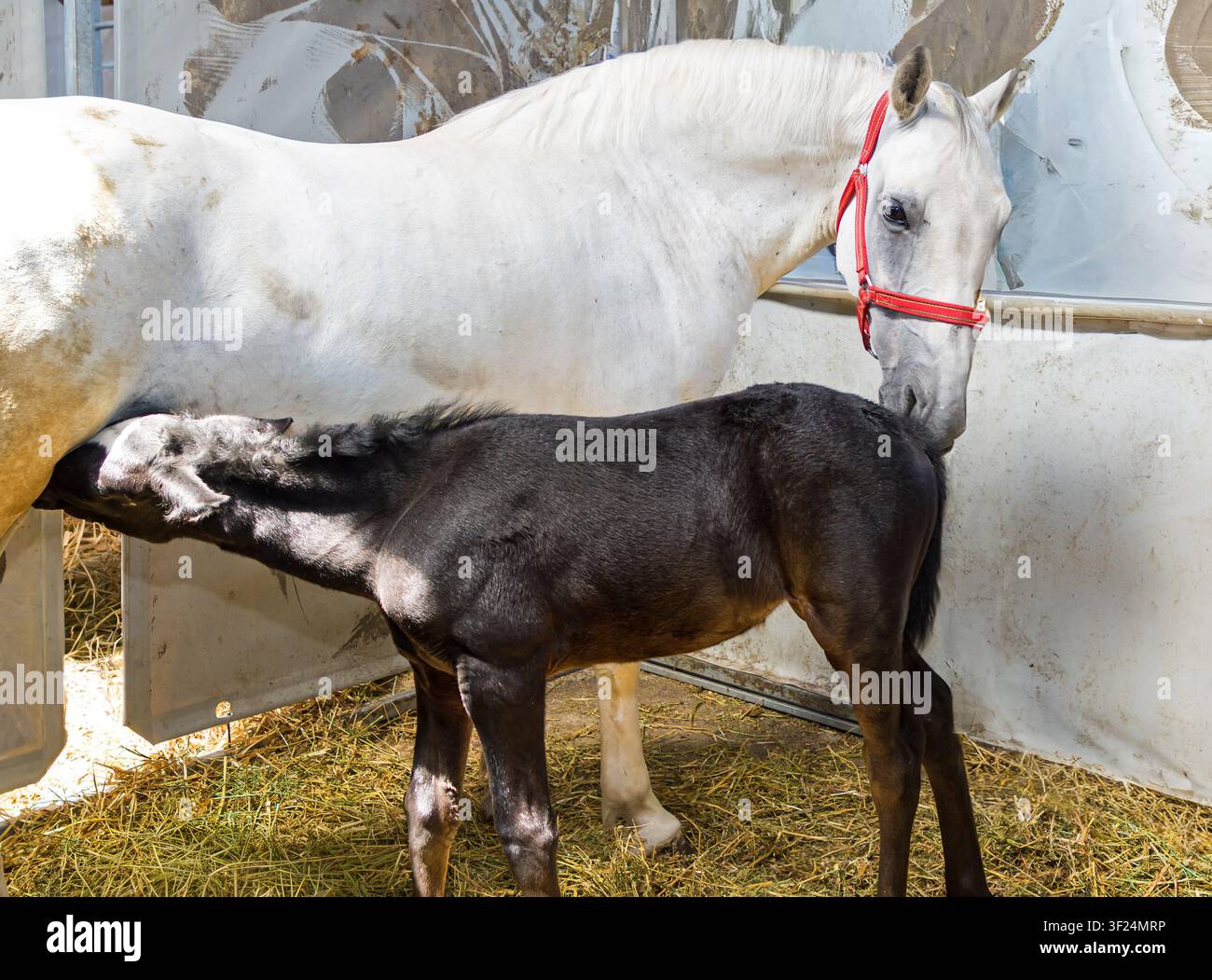 Piccolo puledro appena nato che succhia il latte dalla madre all'interno del recinto della fattoria Foto Stock
