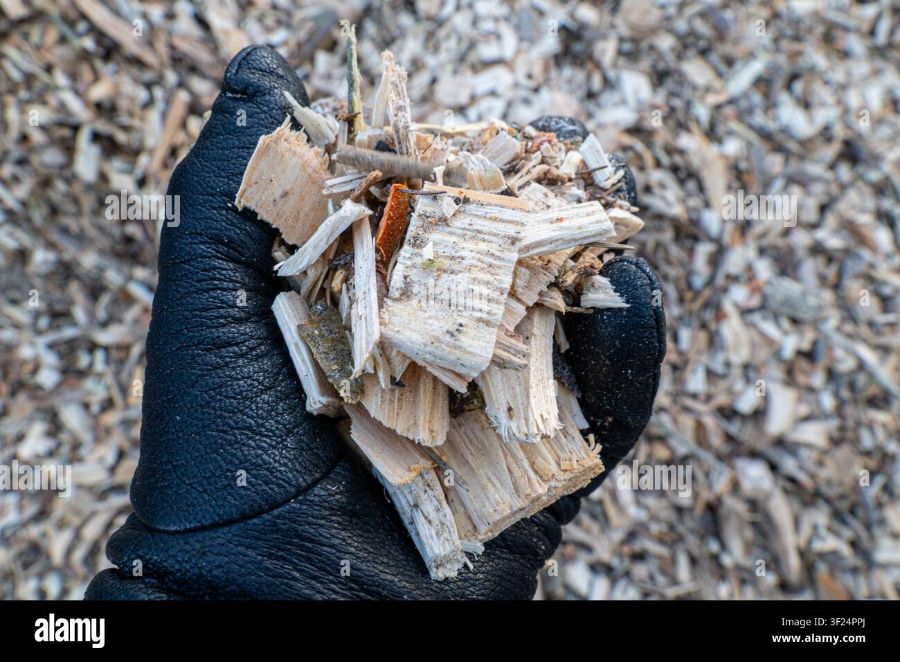 Mano guantata che tiene combustibile di legno congelato, primo piano del materiale di riscaldamento biomasse e lavoro manuale durante il freddo invernale Foto Stock