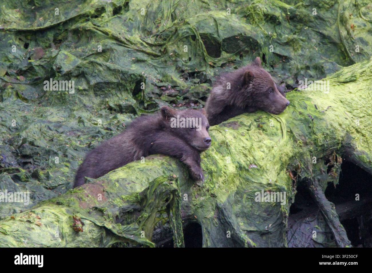 Due giovani orsetti bruni giacciono fianco a fianco su un tronco coperto di muschio in un ambiente boschivo lussureggiante. Foto Stock