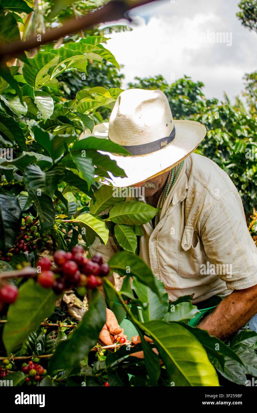 Agricolo con sombrero che raccoglie chicchi di caffè maturi direttamente dalla pianta in una piantagione di caffè. Agricoltore con cappello tradizionale che raccoglie Foto Stock