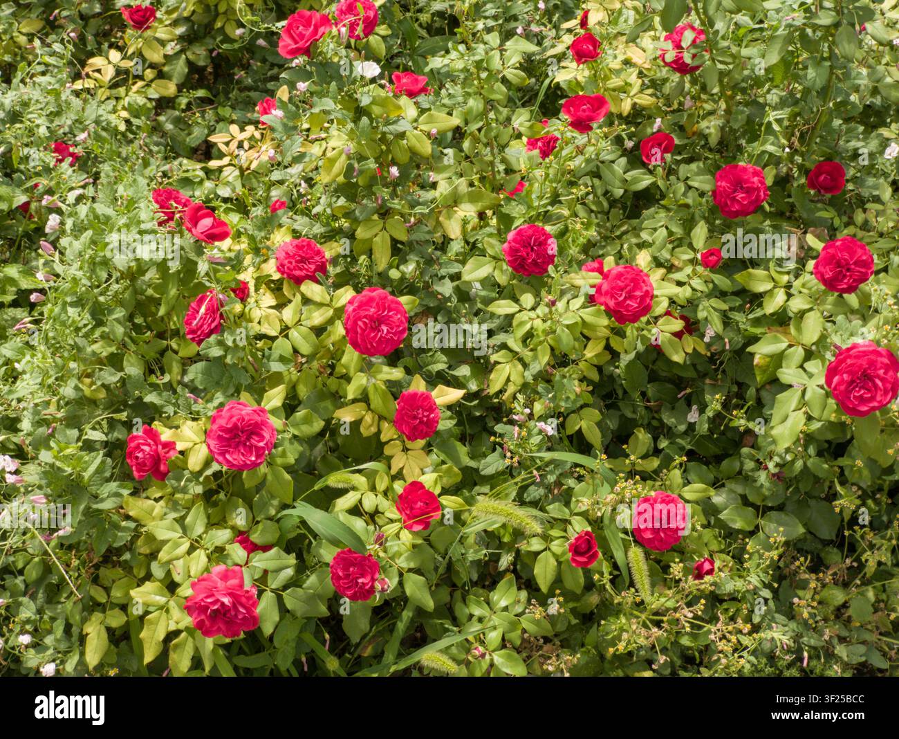 Busca lussureggiante di rose da giardino rosse e rosa vivaci in primo piano, bellissime fiori di rosa fuchsia con foglie verdi in un parco estivo. Foto Stock