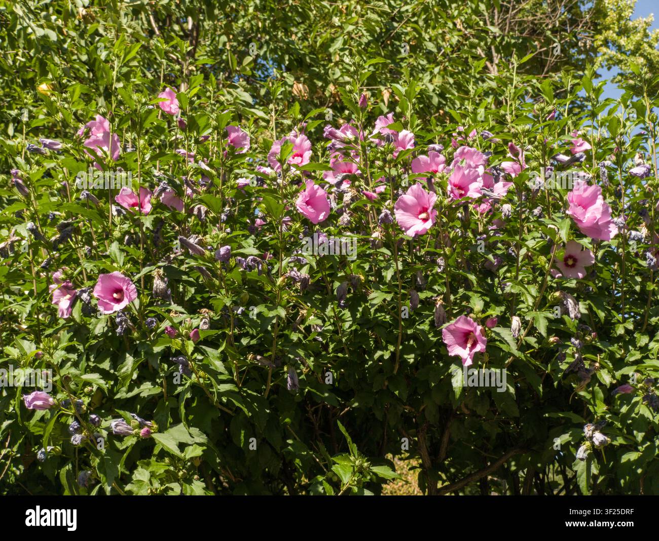 Busca rigogliosa di Hibiscus syriacus rosa in fiore in primo piano, bellissimo arbusto Rose of Sharon con fiori rosa vibranti in estate. Foto Stock