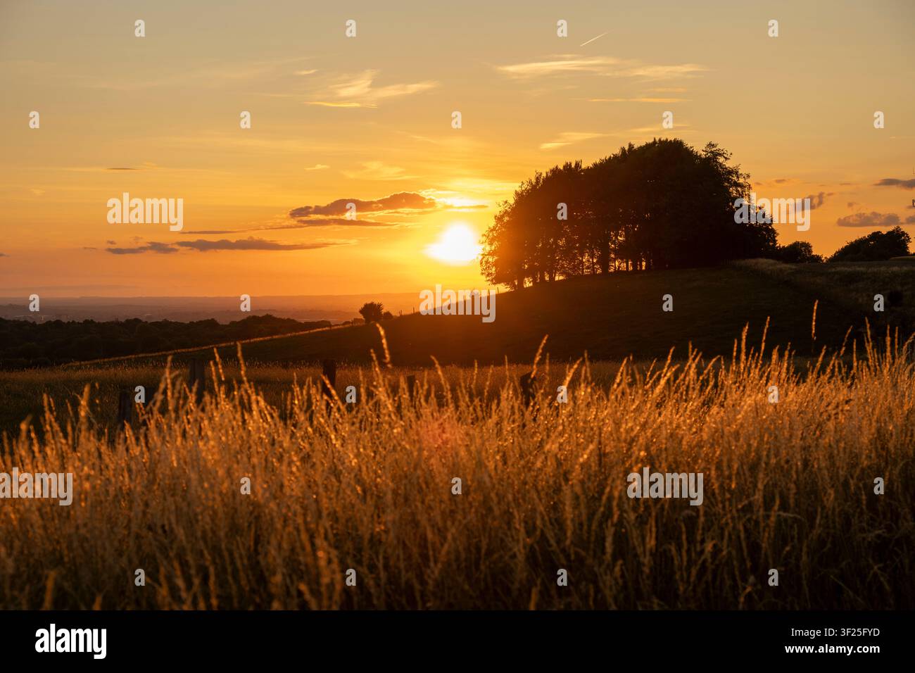 Tramonto estivo dorato che risplende su alte erbe selvatiche in un prato rurale con la silhouette di un boschetto sulla cima di una collina. Foto Stock