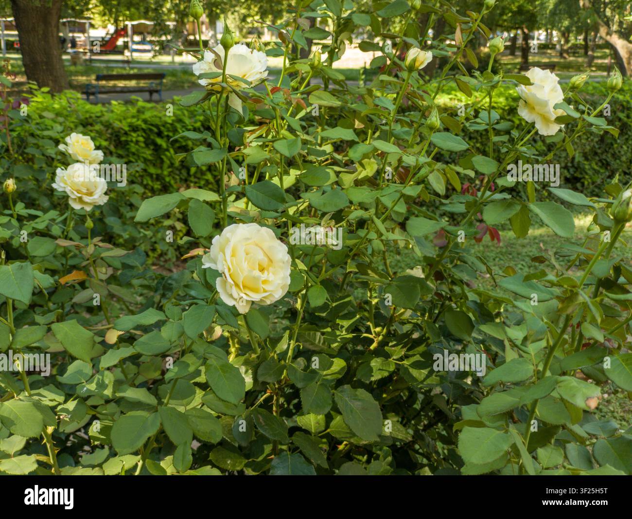 Lussureggiante cespuglio di rose da giardino in fiore con fiori giallo crema, bellissime rose tè ibride con giovani boccioli in un parco pubblico soleggiato. Foto Stock