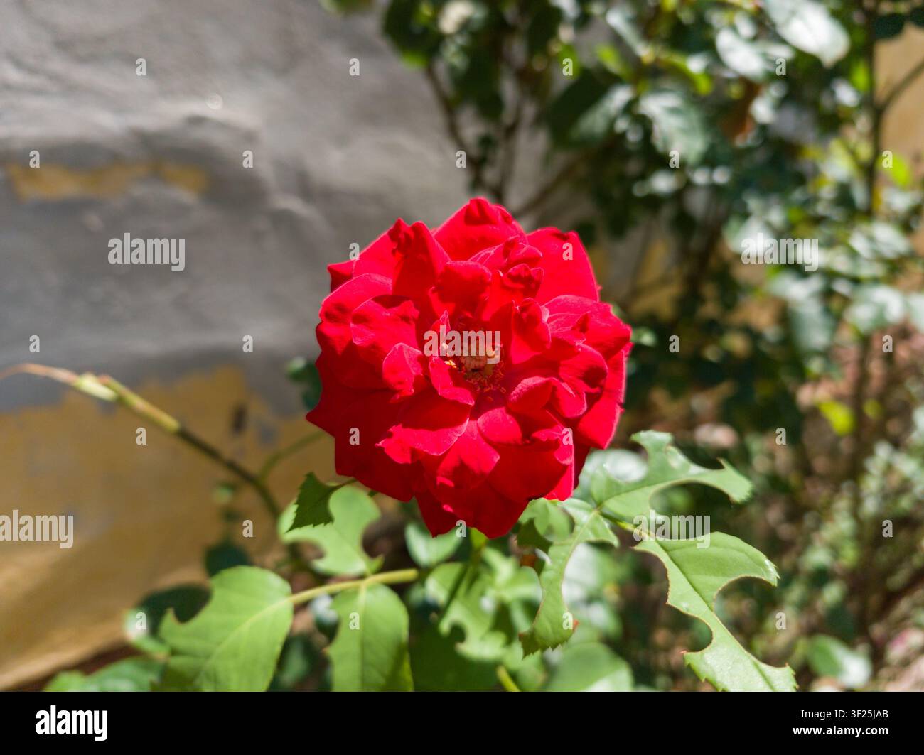 Rosa rossa vivace da giardino con danni caratteristici dell'ape tagliapetto sul fogliame, primo piano delle incisioni dell'ape Megachile su foglie verdi. Foto Stock