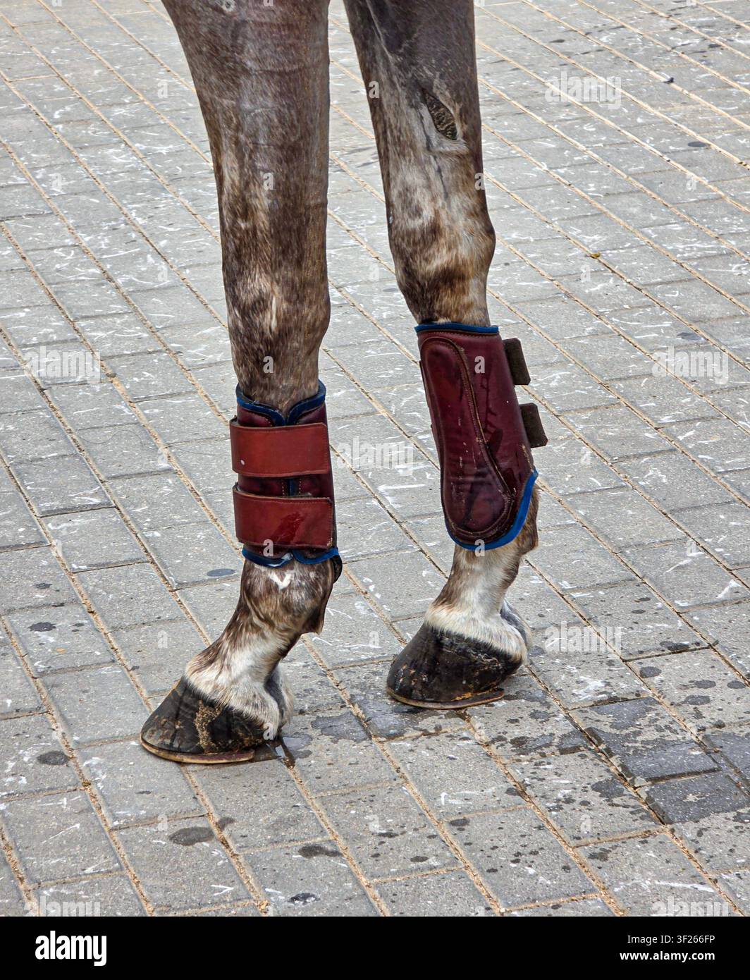Le gambe anteriori di un cavallo sono visibili, con stivali per i tendini in pelle marrone con rifiniture blu. Il cavallo è su un marciapiede di ciottoli. La scena mostra Foto Stock