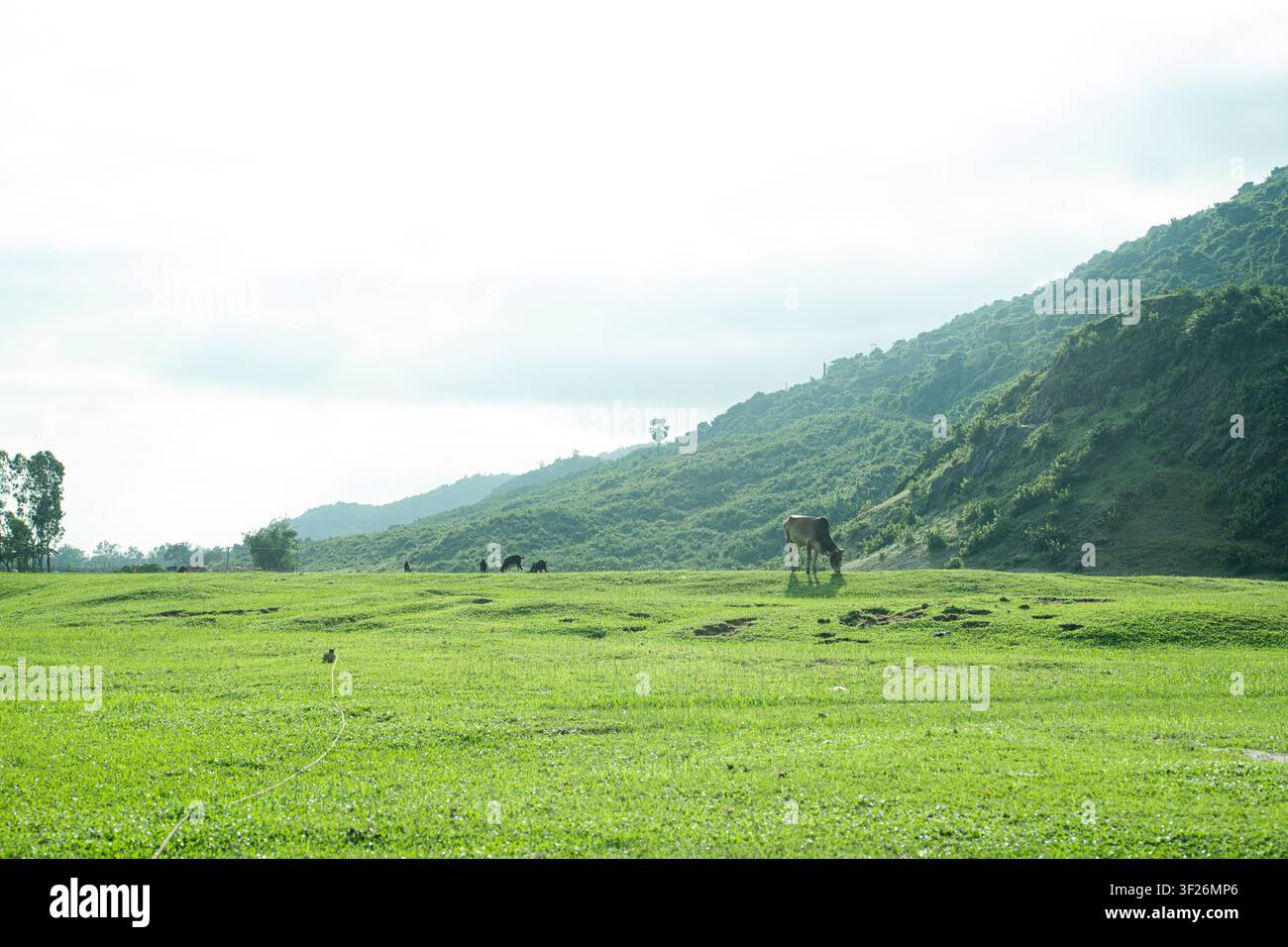 Un campo erboso con bestiame sparso che pascola sotto un cielo nuvoloso con colline boscose sullo sfondo. Foto Stock