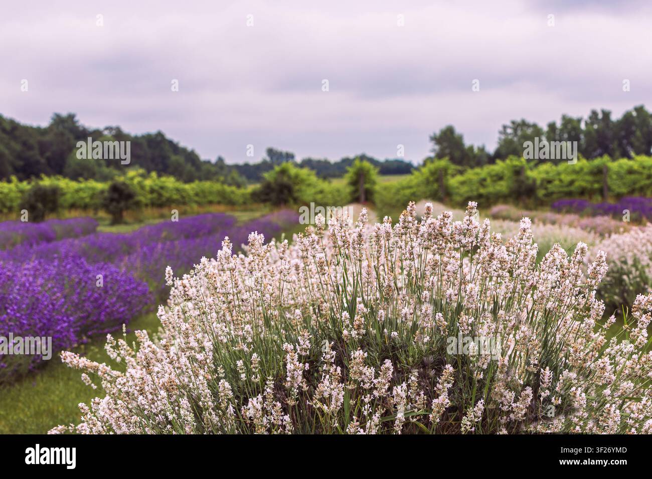 Cespuglio di lavanda bianco a fuoco con file viola sullo sfondo al Bonnieheath Estate Lavender and Winery, Southern Ontario, Canada. Foto Stock