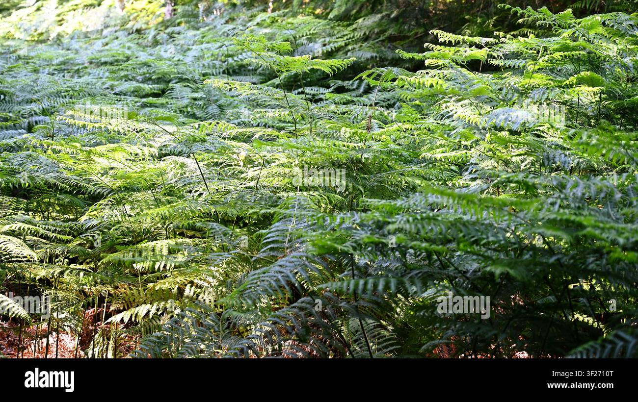 Foglie dense di felce (felce) con i loro delicati e intricati motivi messi in risalto in modo splendido dalla luce del sole e dall'ombra nel bosco delle Highlands della Scozia Foto Stock