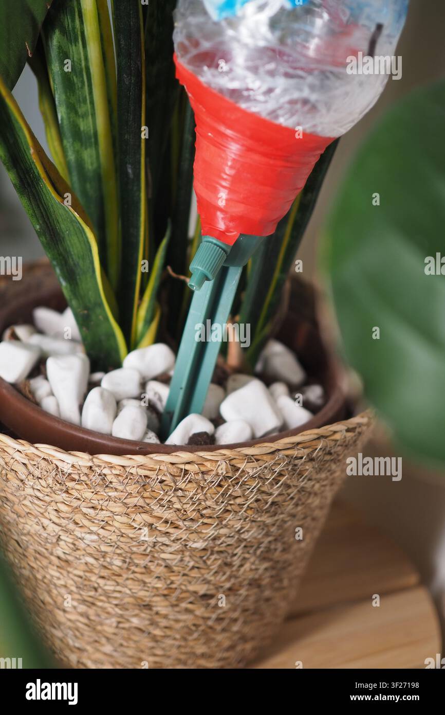 Sistema di auto-irrigazione per una pianta utilizzando una bottiglia Foto Stock