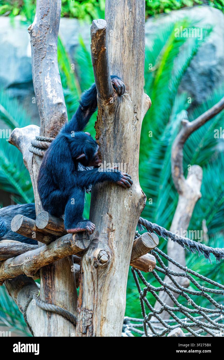 Foto verticale di un giovane scimpanzé con pelo nero che si arrampica su una struttura di legno in un recinto all'aperto dello zoo di Lipsia, Germania. La scimmia afferra il Foto Stock
