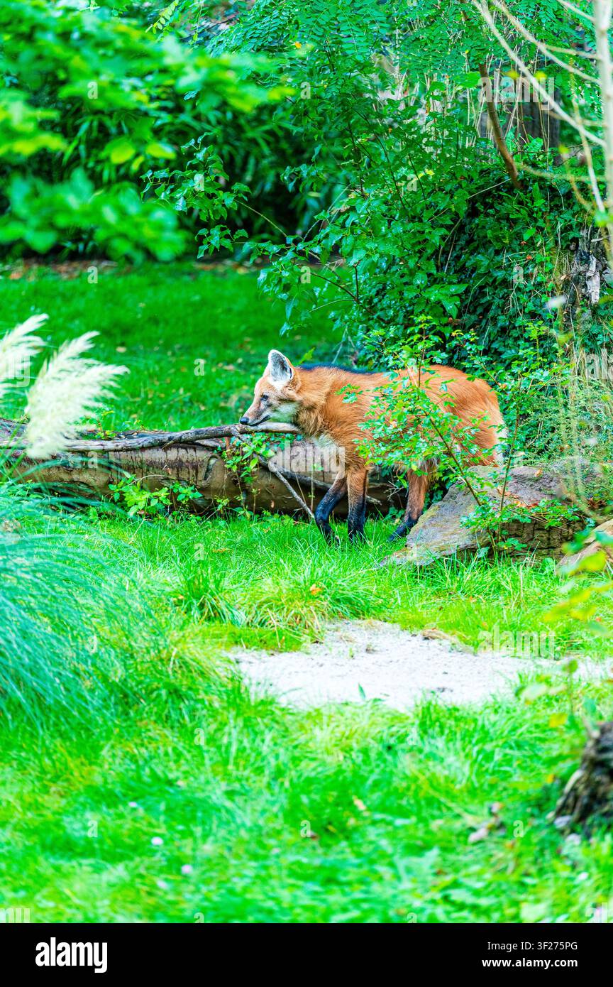 Un lupo dalla criniera con pelo rossastro e grandi orecchie è in allerta in un recinto verdeggiante nel zoo di Lipsia in Germania. Il grande animale simile a una volpe è circondato Foto Stock