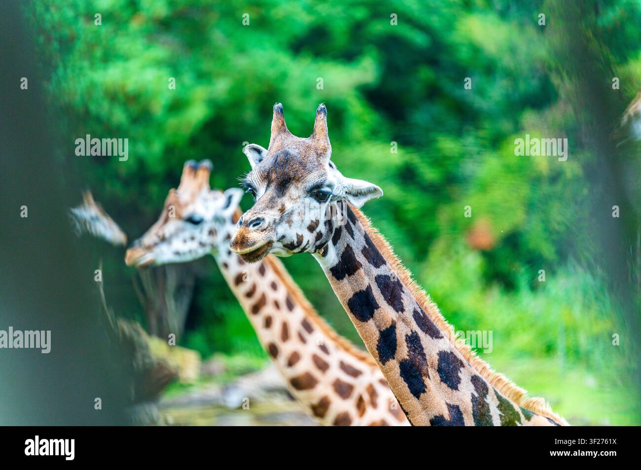 Fotografia ravvicinata vibrante di una giraffa allo zoo di Lipsia, Germania. La giraffa principale è nettamente a fuoco, mostrando dettagliati motivi del mantello e tratti facciali Foto Stock