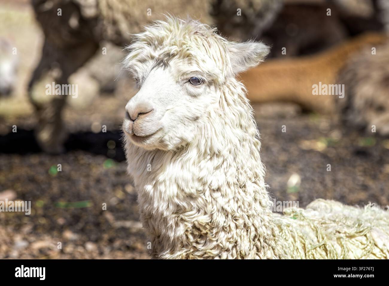 Alpaca andina bianca che riposa su un terreno roccioso secco delle alture peruviane con vegetazione naturale e atmosfera montana rurale Foto Stock