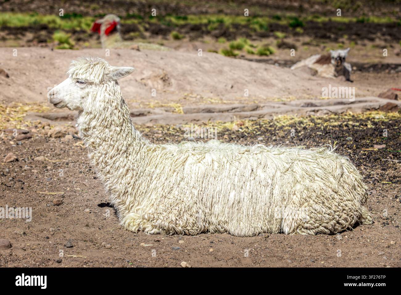 Alpaca andina bianca che riposa su un terreno roccioso secco delle alture peruviane con vegetazione naturale e atmosfera montana rurale Foto Stock
