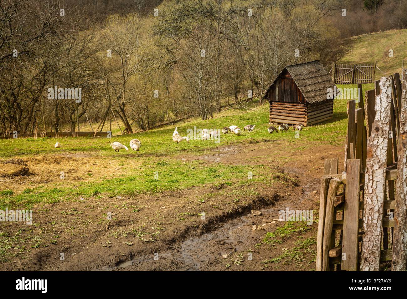 Scena di fattoria rurale con oche e una capanna di legno rustica su una collina erbosa Foto Stock