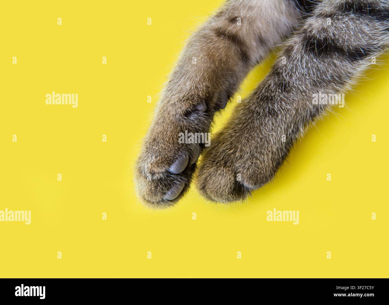 Zampe di gatto su uno sfondo giallo. Zampe di un gatto giovane. Foto Stock