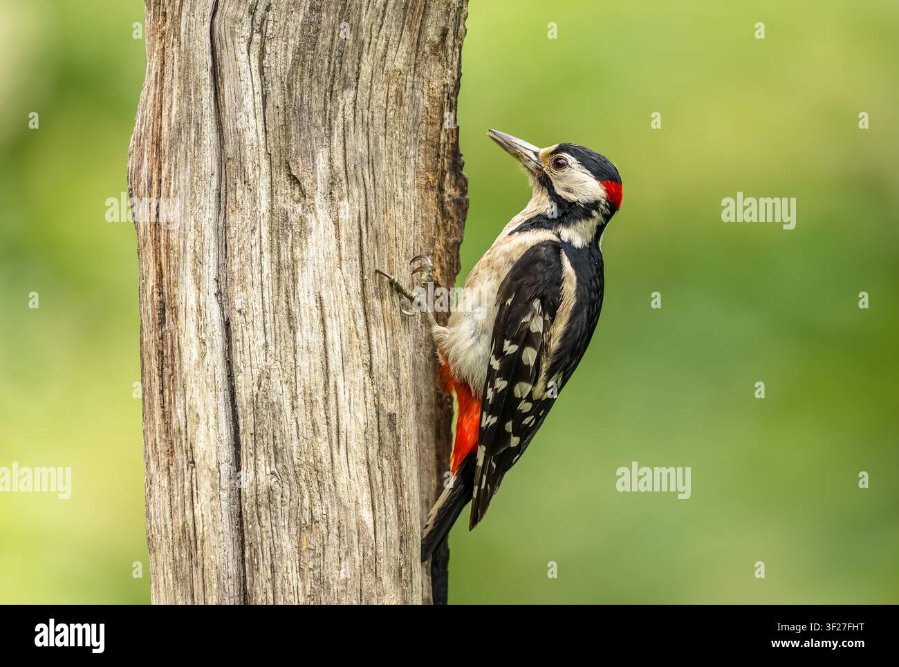 Picchio macchiato maschio, nome scientifico: Dendrocopos major, in cerca di cibo su un vecchio tronco d'albero consumato. Il sorprendente piumaggio nero, bianco e rosso Foto Stock