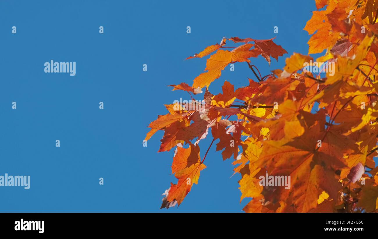 Foglie d'acero autunnale vibranti su un cielo azzurro limpido Foto Stock
