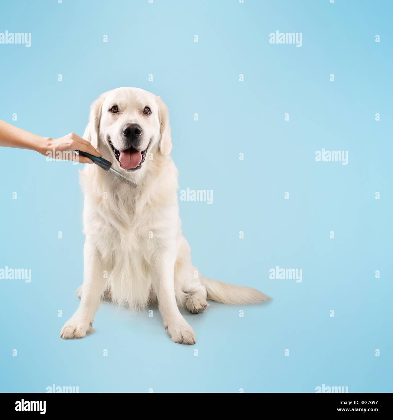 Cane Golden Retriever felice che viene spazzolato a casa, sfondo bianco Foto Stock