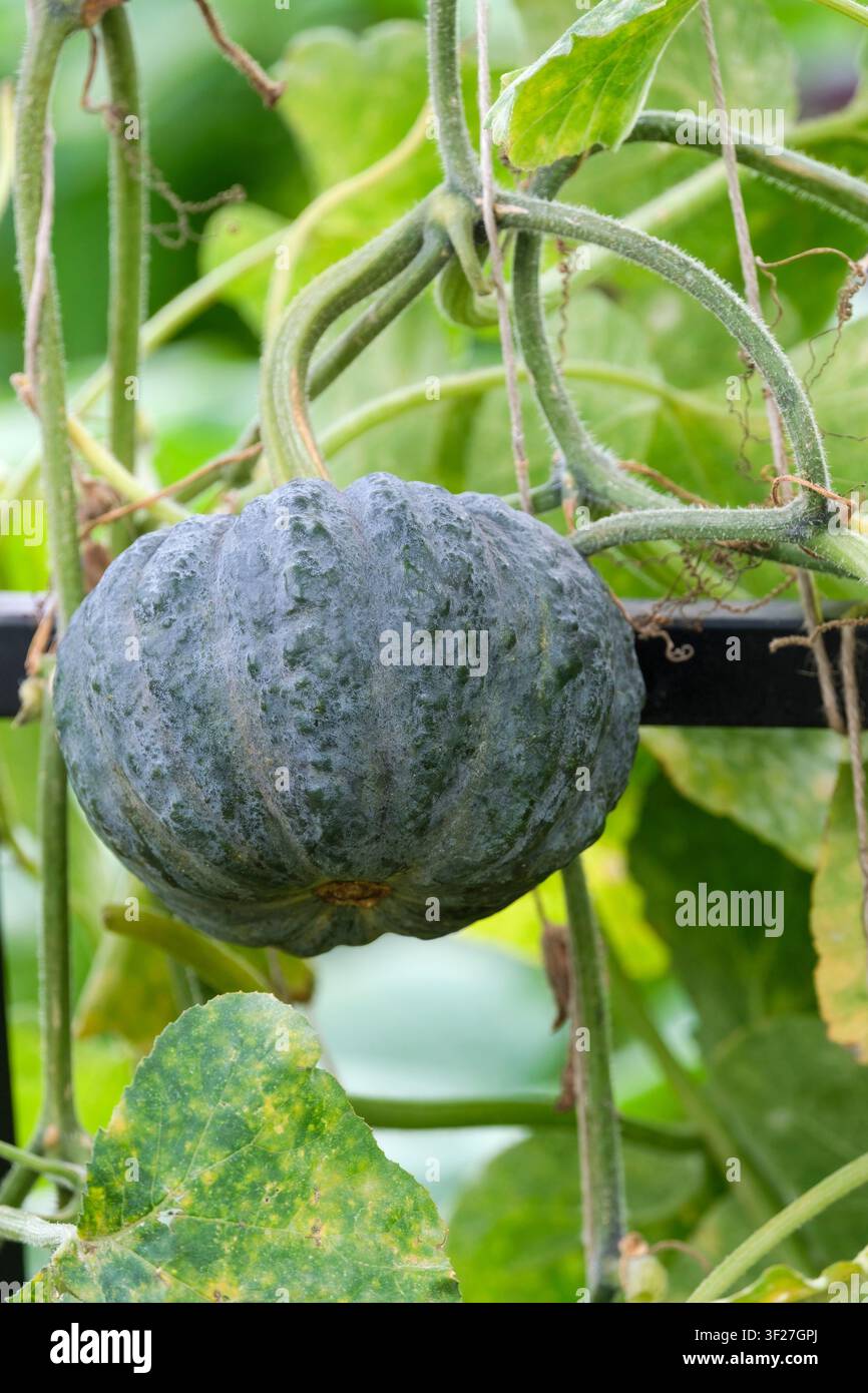 Zucca invernale Black Futsu, Cucurbita moschata, piccola zucca a forma di zucca con buccia nera costoluta Foto Stock