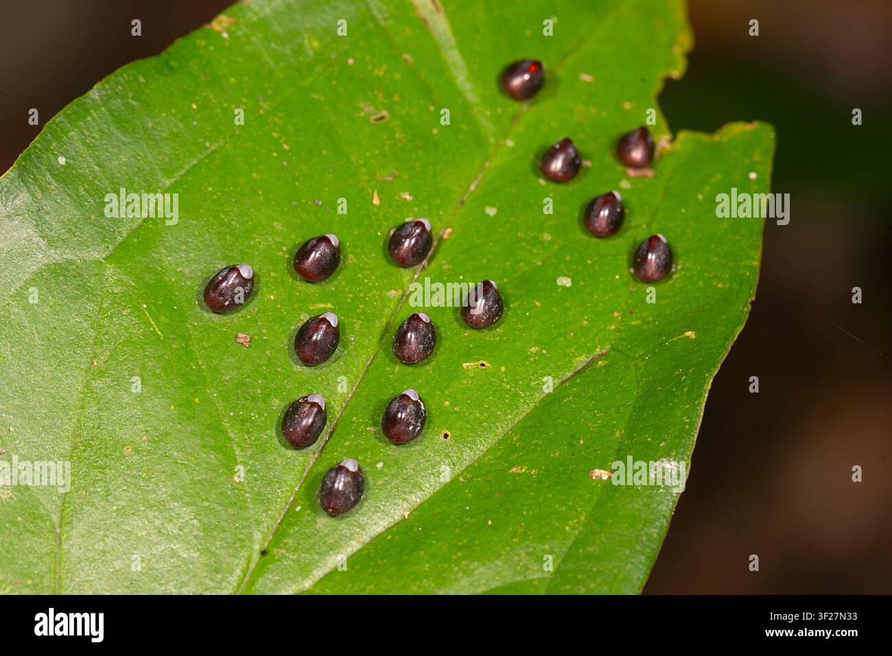 Uova su una foglia, forse di un insetto dalle zampe fogliose, Far North Queensland, Australia Foto Stock