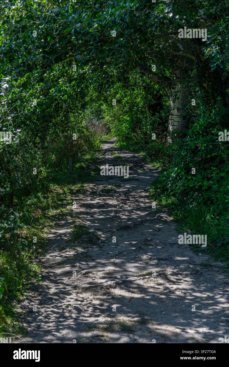 Un stretto sentiero boschivo con luce radente e radici di alberi. Foto Stock