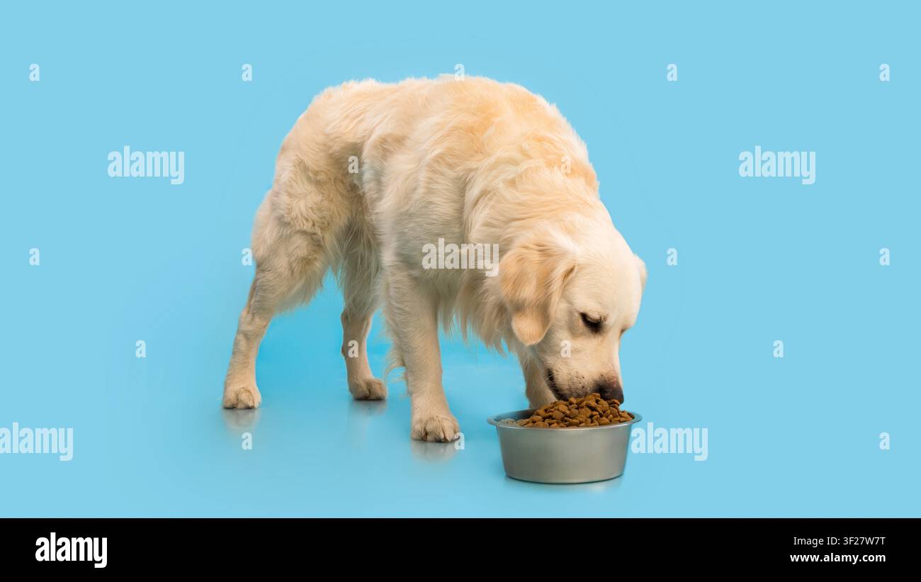 Cane Golden Retriever che mangia crocchette da una ciotola su sfondo blu, concetto di nutrizione per animali domestici Foto Stock