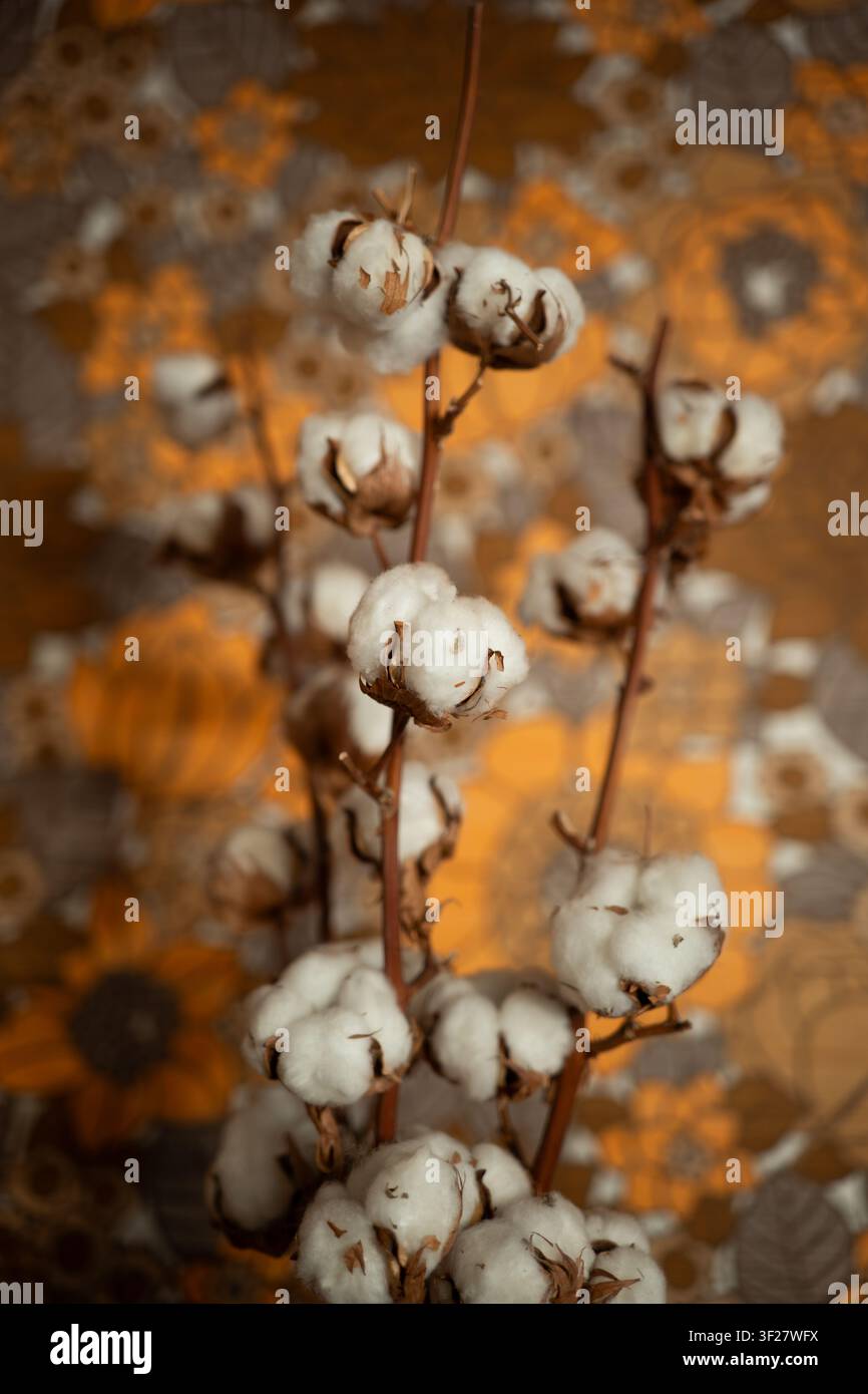 Un bellissimo primo piano di morbidi capolini di cotone bianchi su sottili steli marroni, posizionati su una carta da parati floreale vintage sfocata, calda arancione e marrone, creato Foto Stock