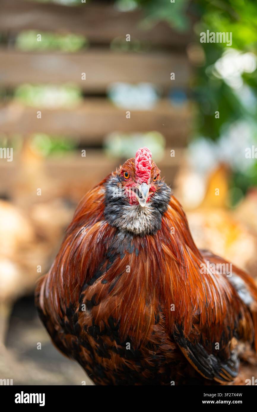 Un ritratto dettagliato frontale di un gallo con piume rosso-marrone e nere sorprendenti e una cresta rossa strutturata, ripreso con il becco leggermente aperto Foto Stock