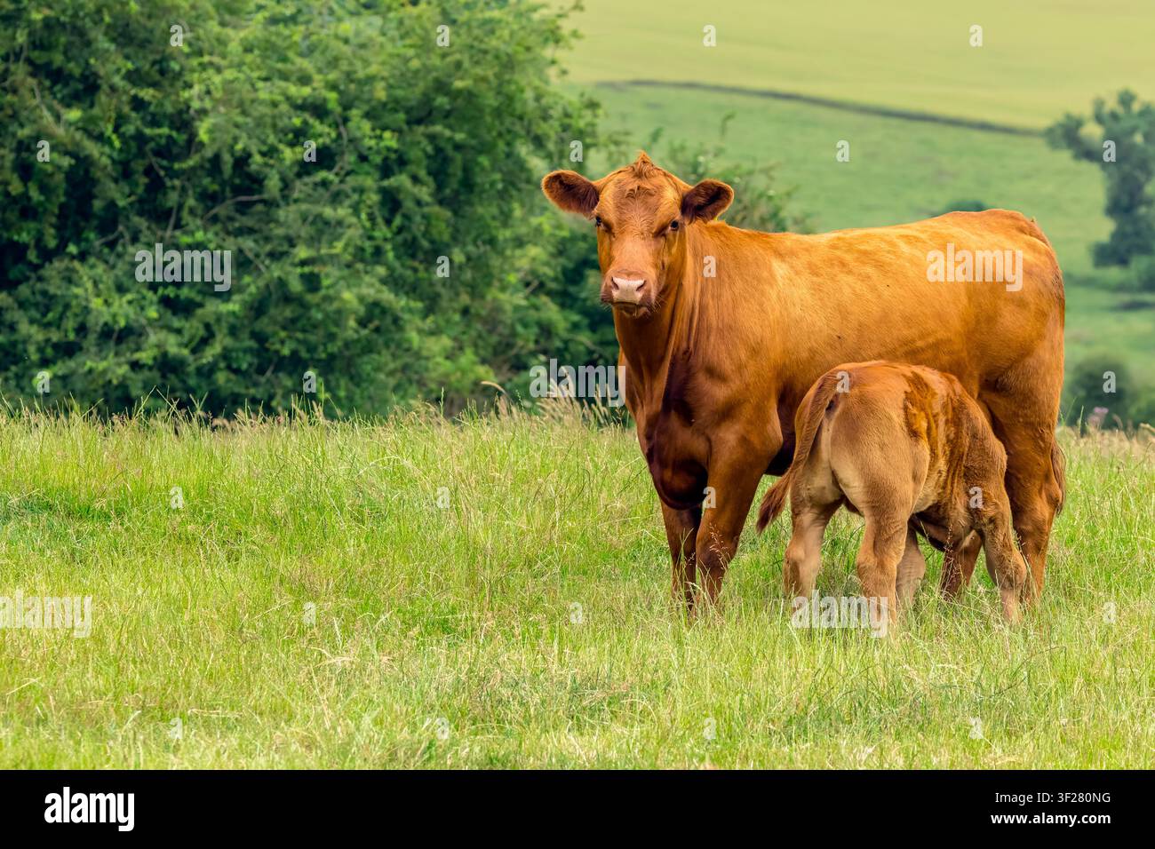 Una mucca Stabiliser si trova in posizione protettiva mentre il suo vitello ben cresciuto succhia in un pascolo estivo lussureggiante nell'East Yorkshire, UK, raffigurando una forte maternità Foto Stock