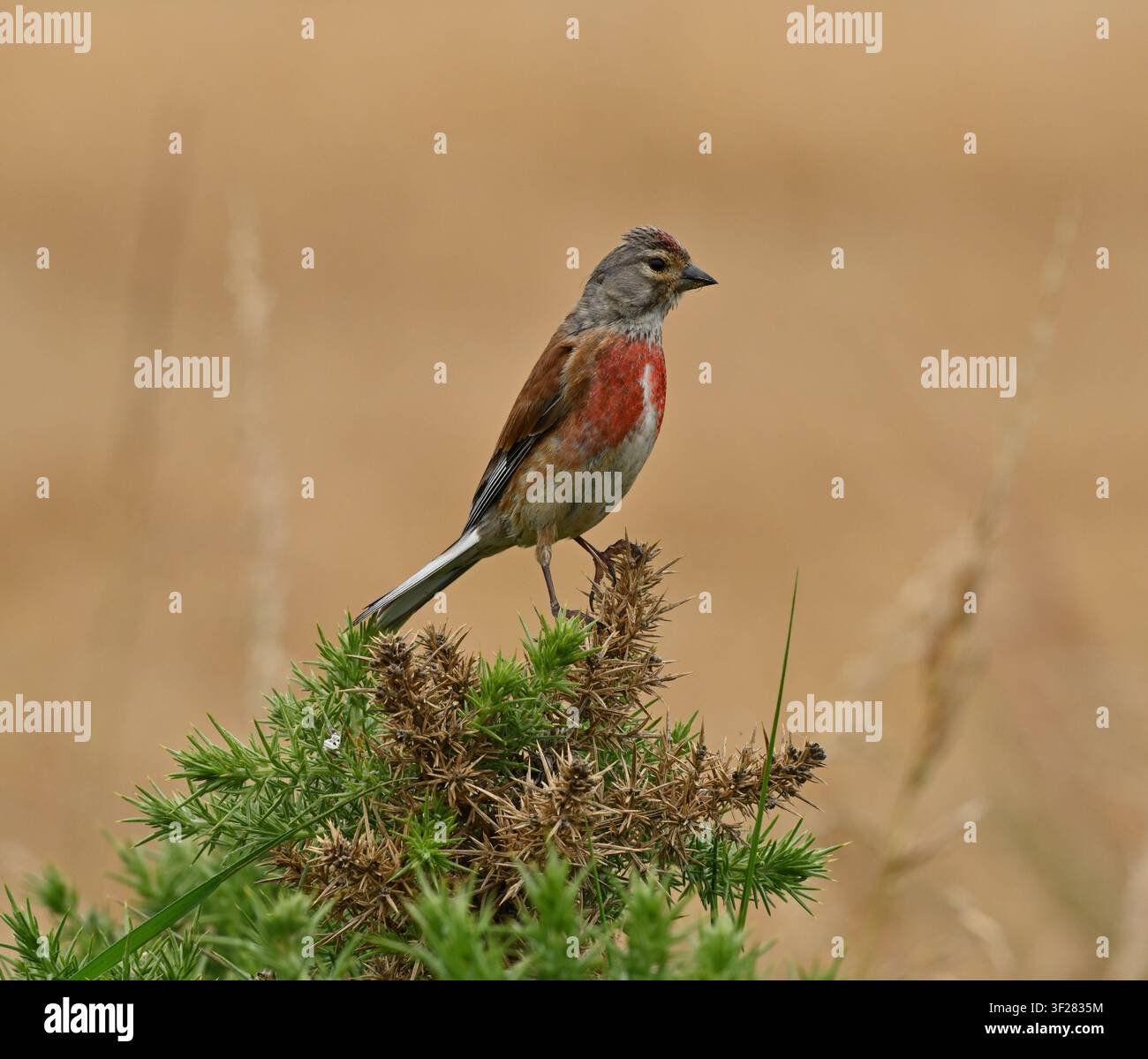 Allodola del Northumberland Foto Stock