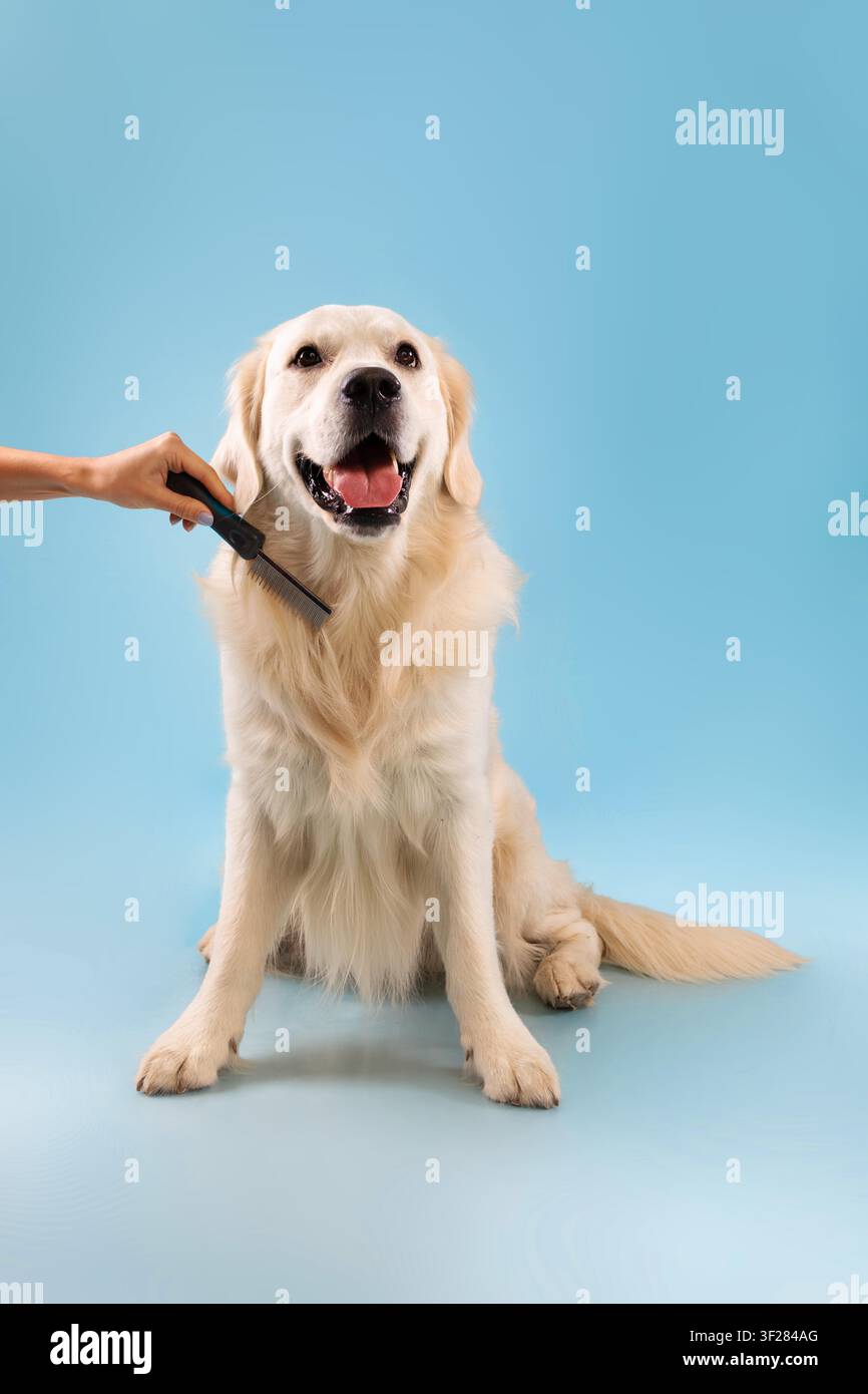 Cane Golden Retriever felice che viene spazzolato da un addestratore in studio, concetto di toelettatura per animali domestici Foto Stock