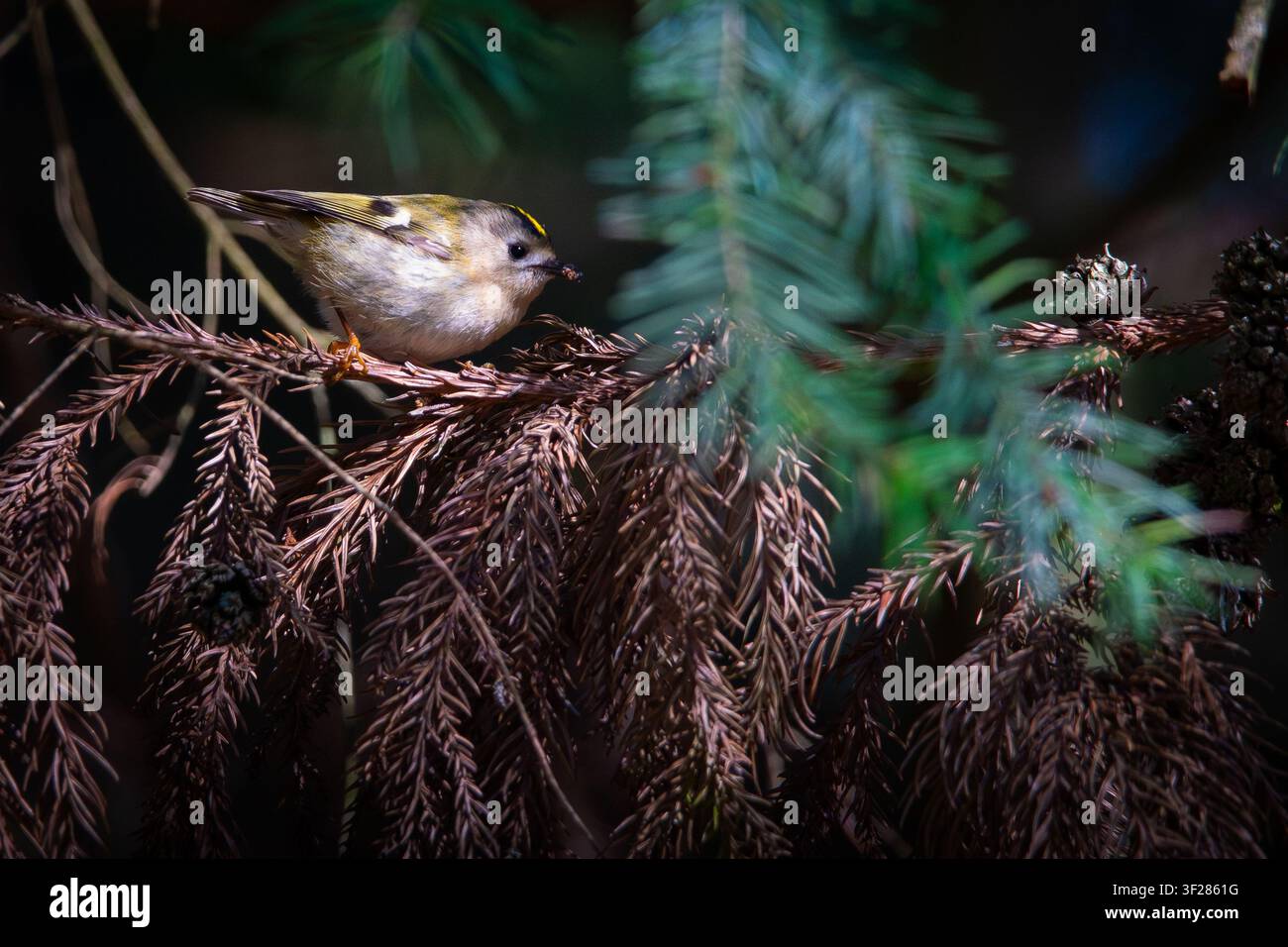 Cinciallegra che cerca cibo in una sequoia Foto Stock