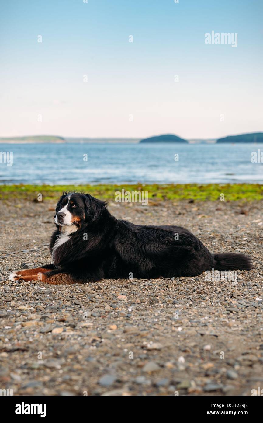 Un bellissimo cane di montagna del Bernese si rilassa su una spiaggia di ciottoli Foto Stock