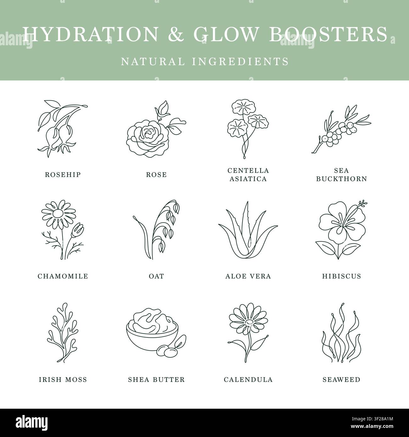 Icone in arte lineare di ingredienti per la cura naturale della pelle per idratazione e booster di luminosità Illustrazione Vettoriale