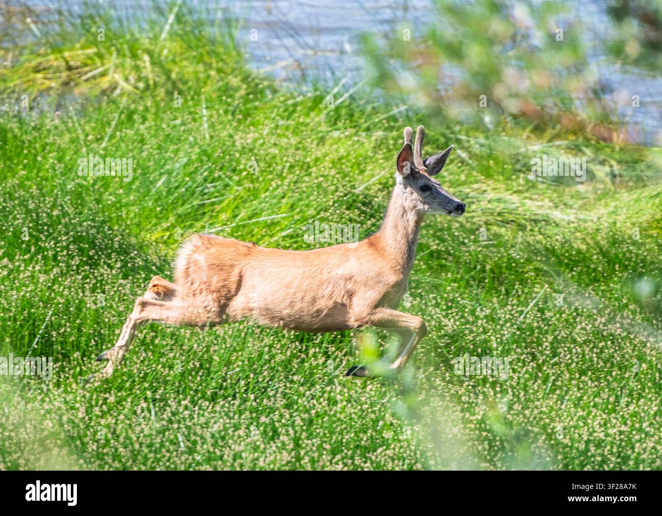 Giovane cervo che salta attraverso un campo verde Foto Stock