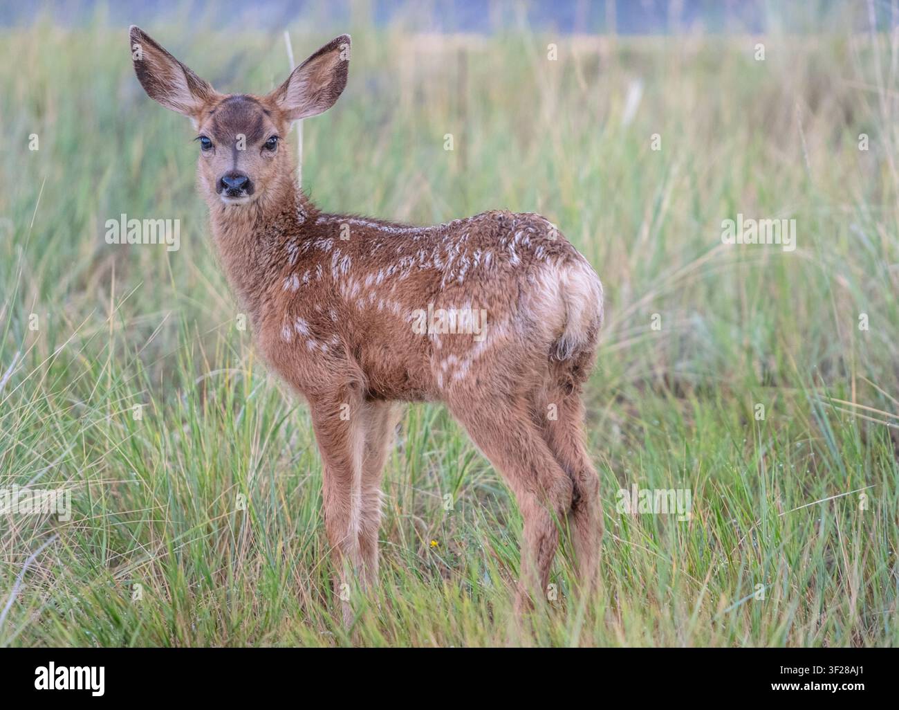 Giovane cerbiatto di muflone che osserva da un prato Foto Stock