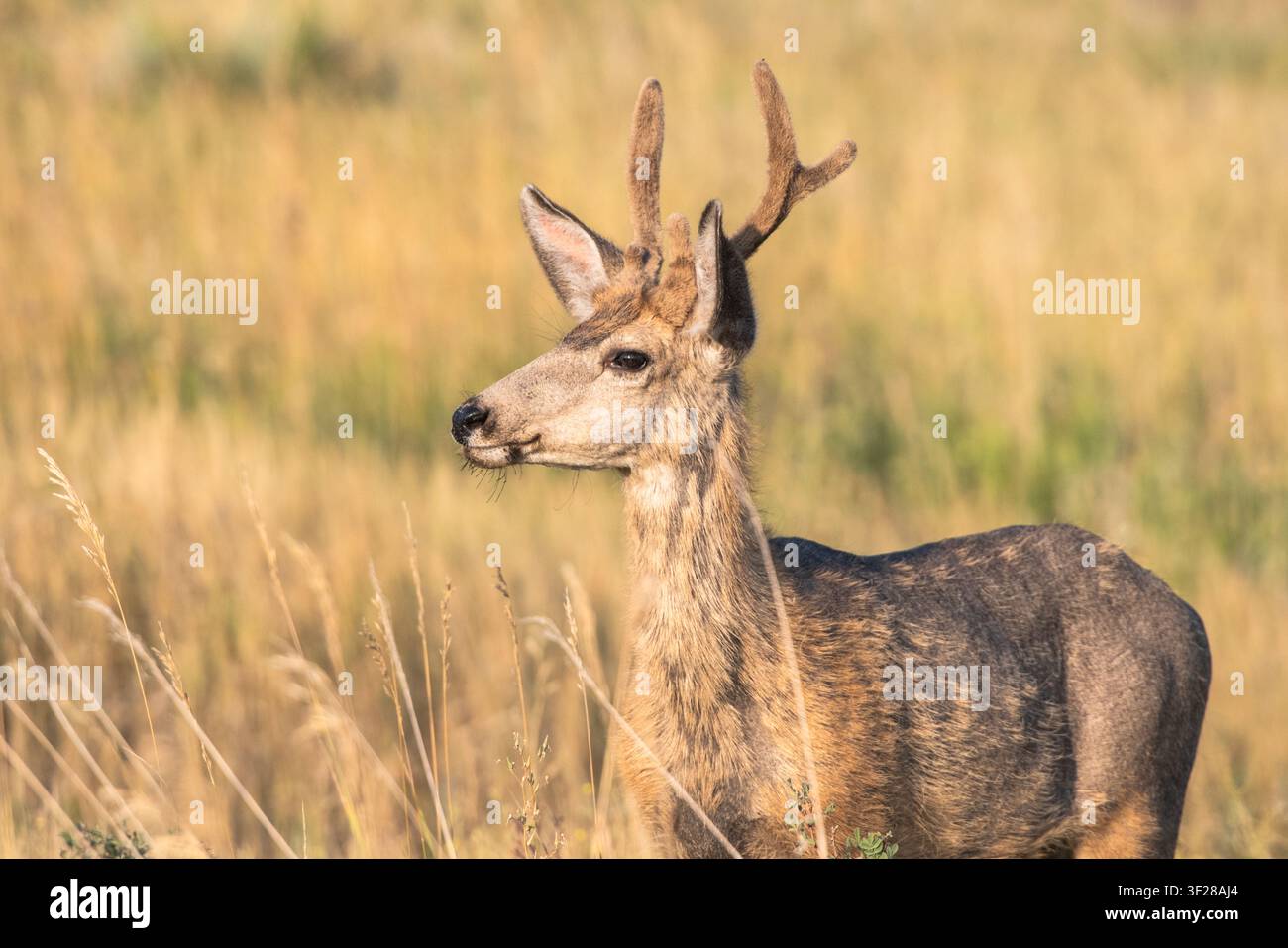 Giovane cervo maschio in piedi in un campo dorato Foto Stock